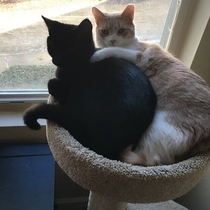 Meet your Posher, Morgan